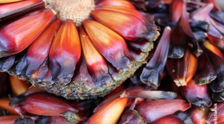 Temporada do pinhão começa em todo o Paraná